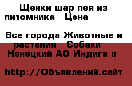 Щенки шар-пея из питомника › Цена ­ 15 000 - Все города Животные и растения » Собаки   . Ненецкий АО,Индига п.